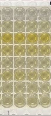 Mouse IL-6 Quantikine ELISA Kit M6000B