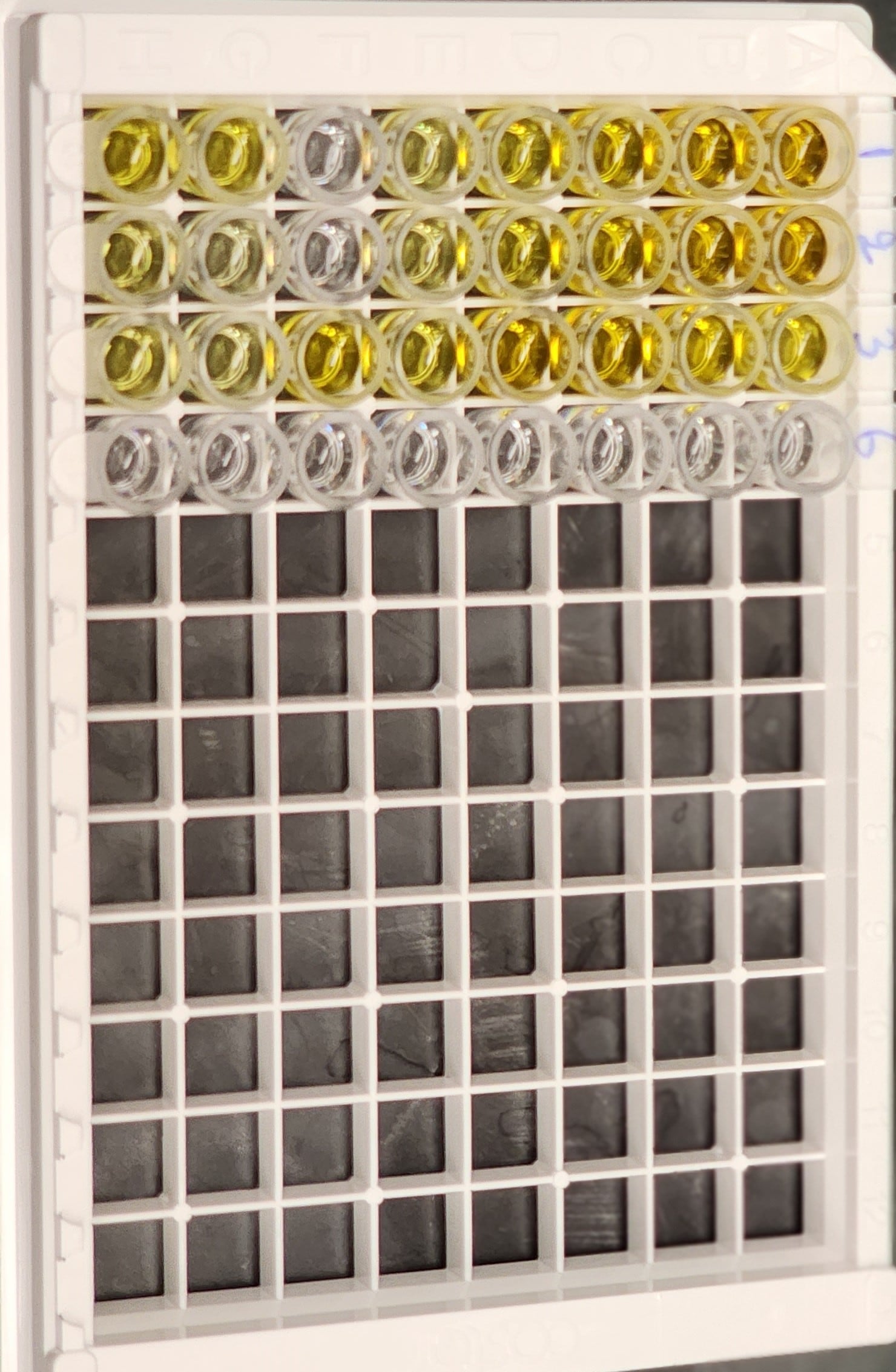 Mouse IL-6 Quantikine ELISA Kit M6000B