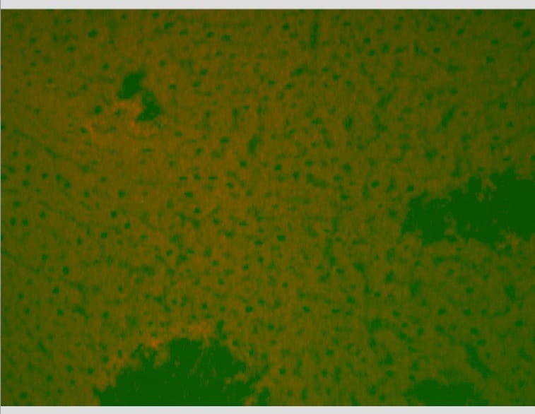 Mouse IgG1 Isotype Control MAB002