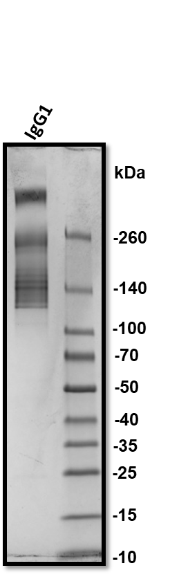 Mouse IgG1 Isotype Control MAB002
