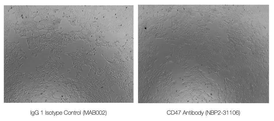 Mouse IgG1 Isotype Control MAB002