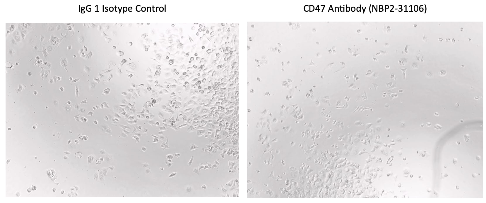 Mouse IgG1 Isotype Control MAB002