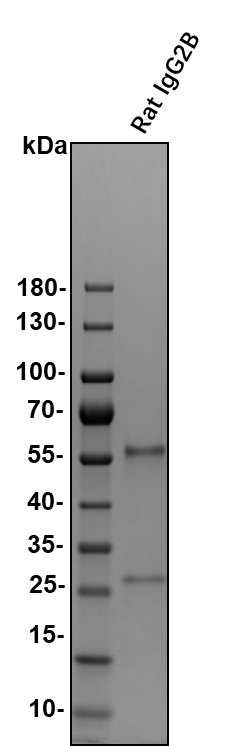 Rat IgG2B Isotype Control MAB0061