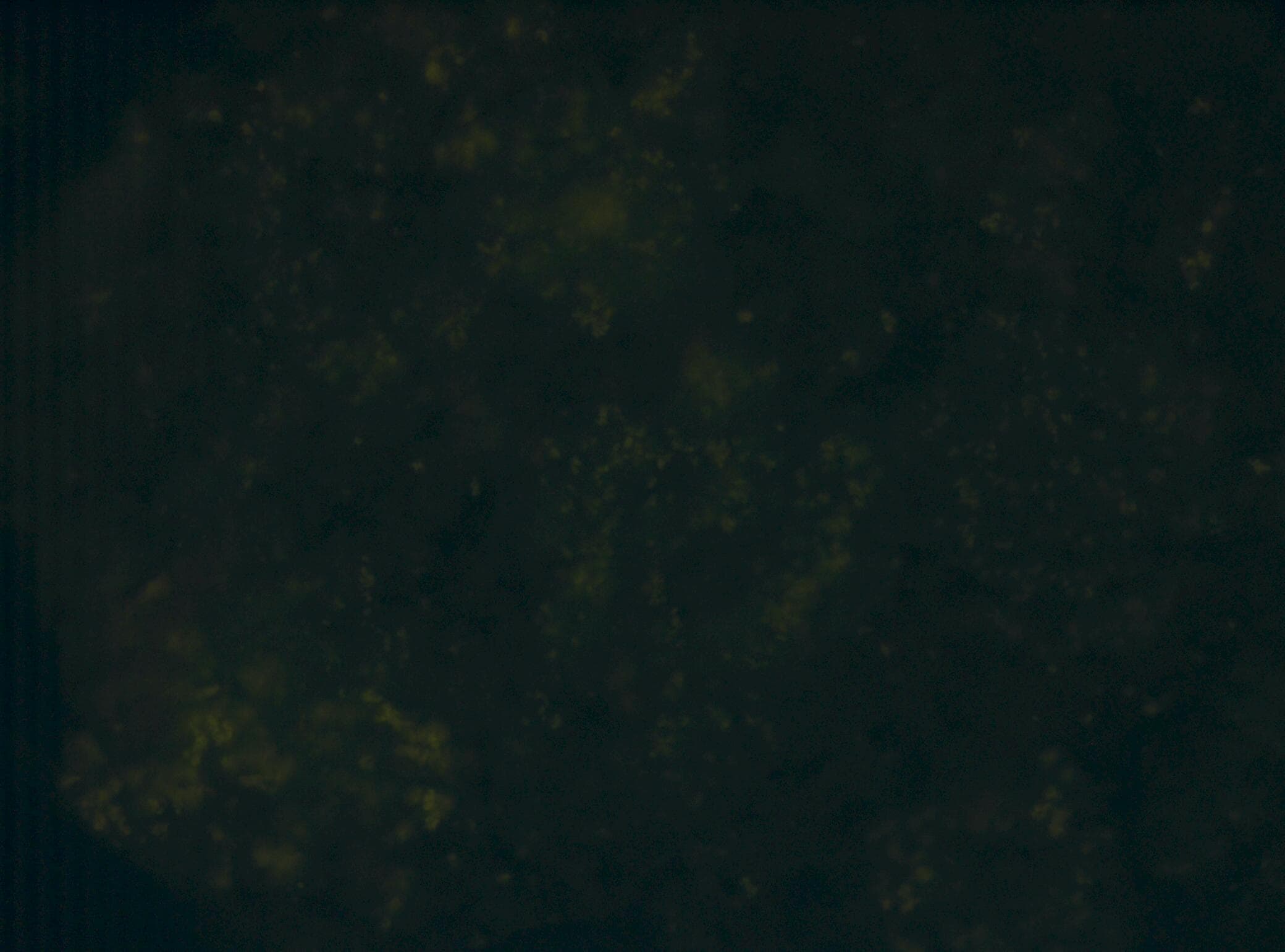 Rat IgG2A Isotype Control MAB006
