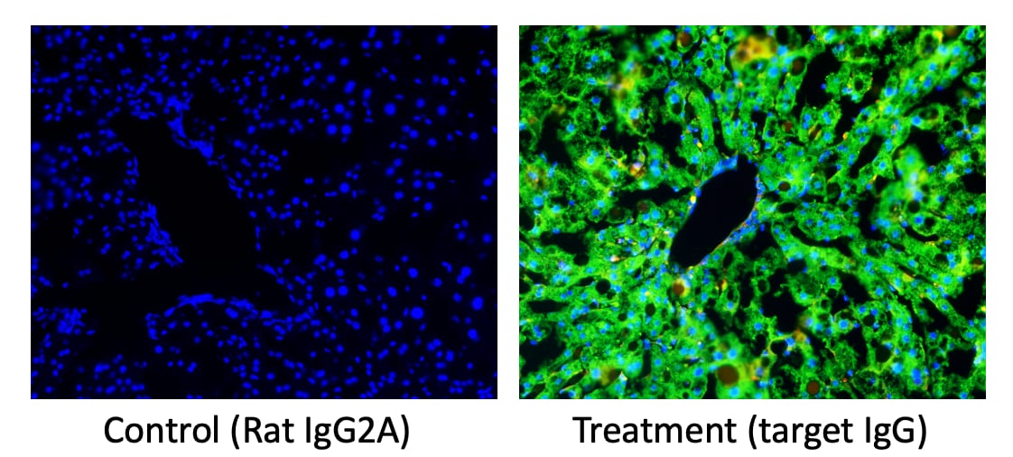 Rat IgG2A Isotype Control MAB006