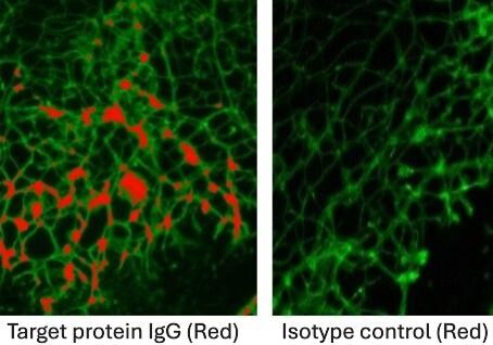 Rat IgG2A Isotype Control MAB006