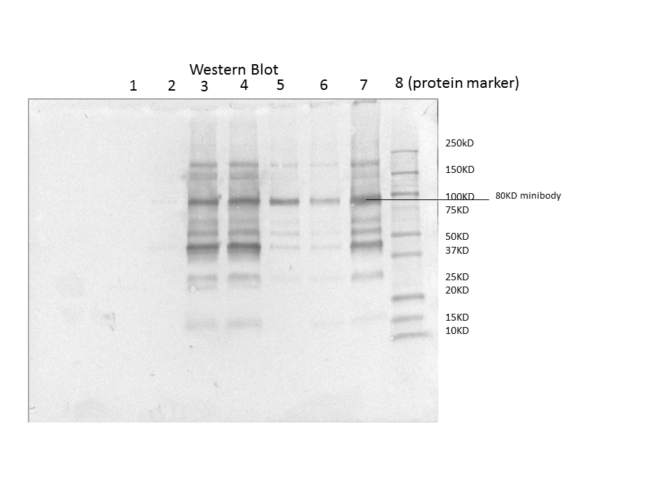 His Tag Antibody MAB050