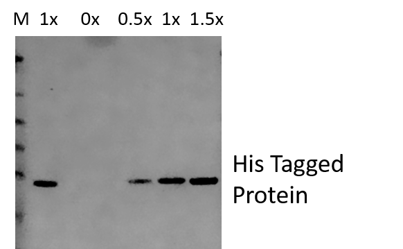 His Tag Antibody MAB050