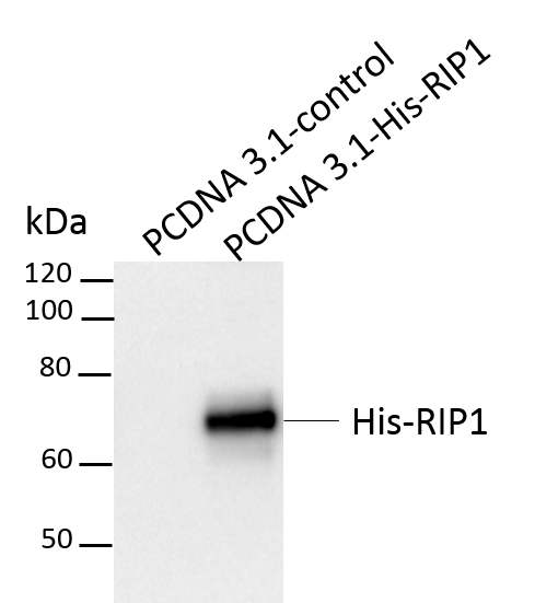 His Tag Antibody MAB050