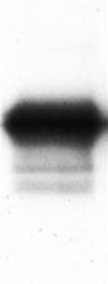 His Tag Antibody MAB050