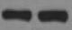 His Tag Antibody MAB050