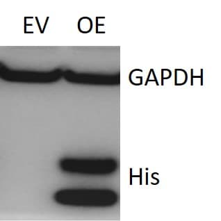 His Tag Antibody MAB050