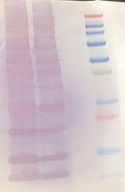 His Tag Horseradish Peroxidase-conjugated Antibody MAB050H