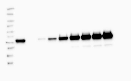 His Tag Horseradish Peroxidase-conjugated Antibody MAB050H