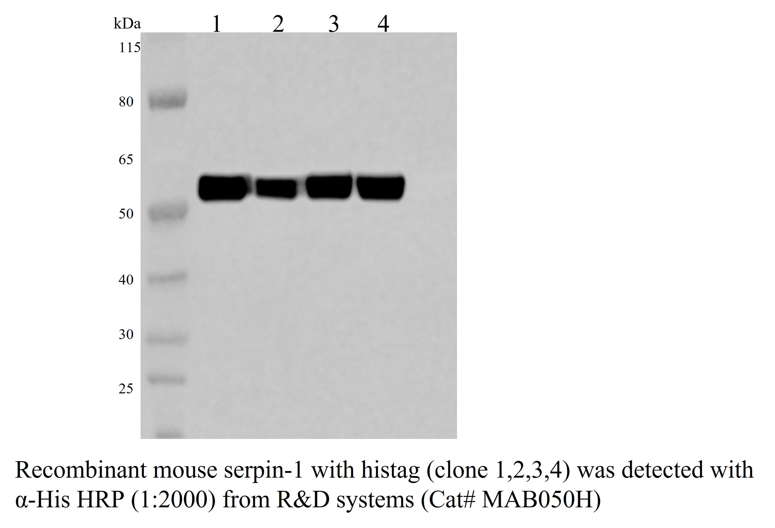 His Tag Horseradish Peroxidase-conjugated Antibody MAB050H