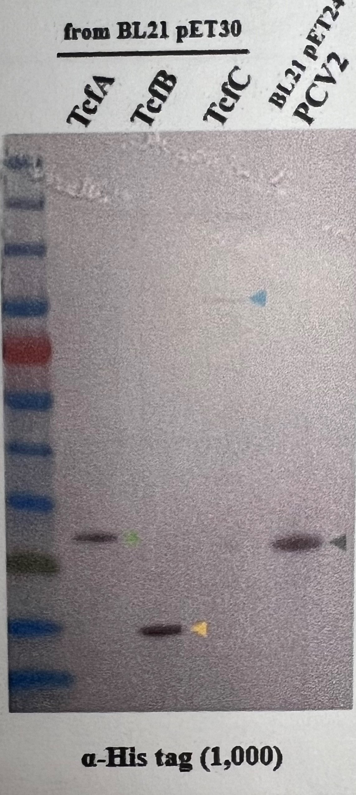 His Tag Horseradish Peroxidase-conjugated Antibody MAB050H