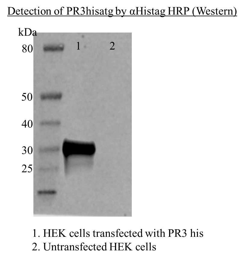 His Tag Horseradish Peroxidase-conjugated Antibody MAB050H
