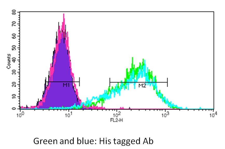 His Tag Antibody MAB050R