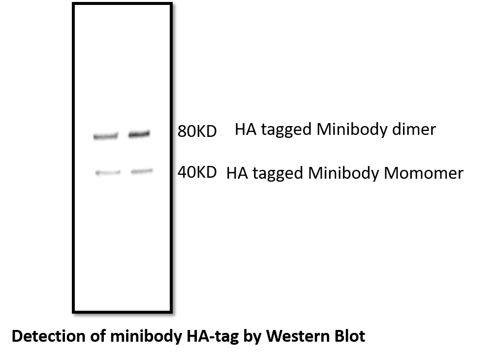 HA Tag Antibody MAB060