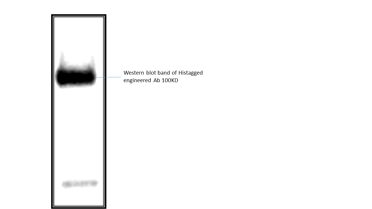 HA Tag Antibody MAB060