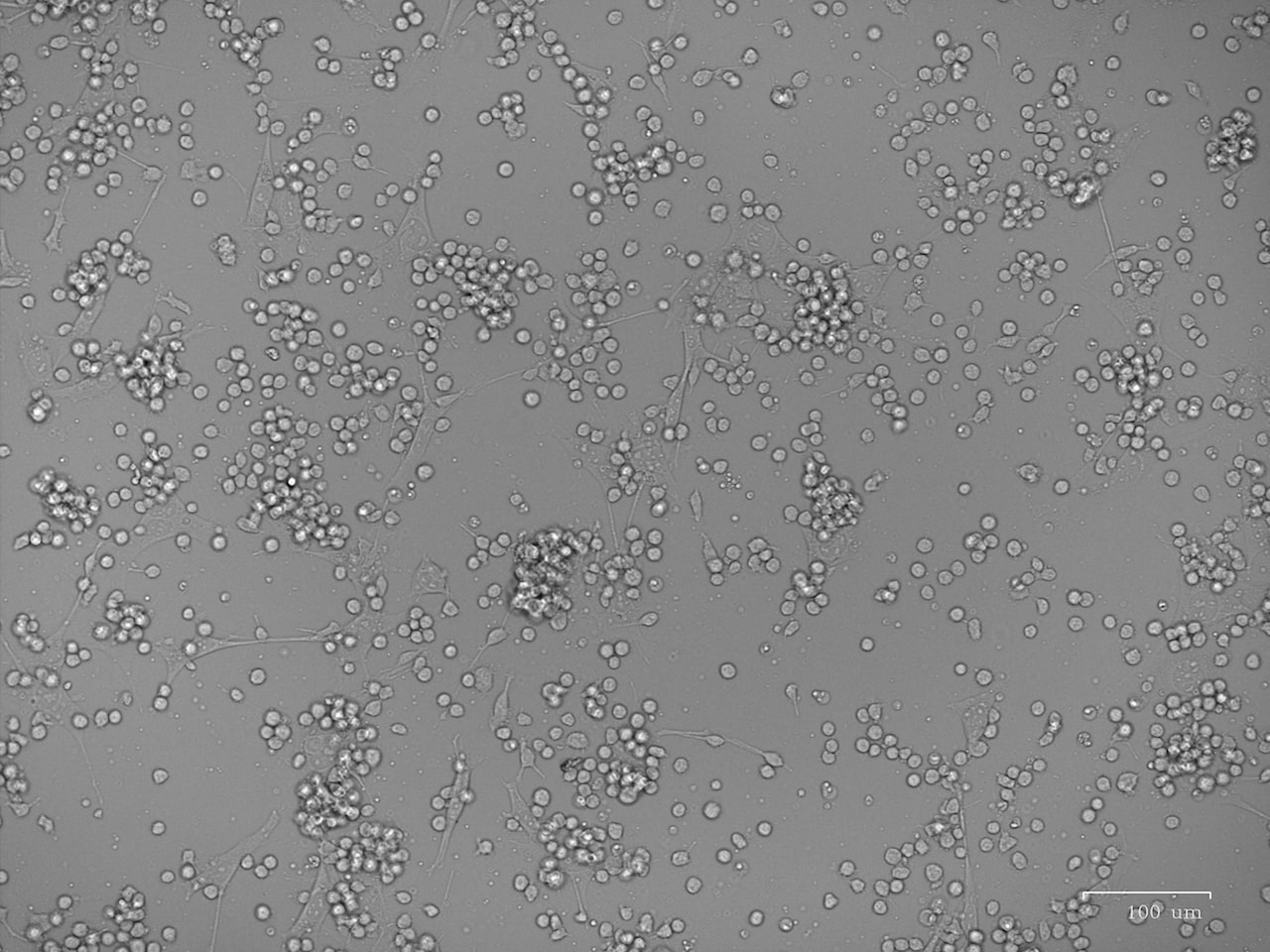 HA Tag Antibody MAB060
