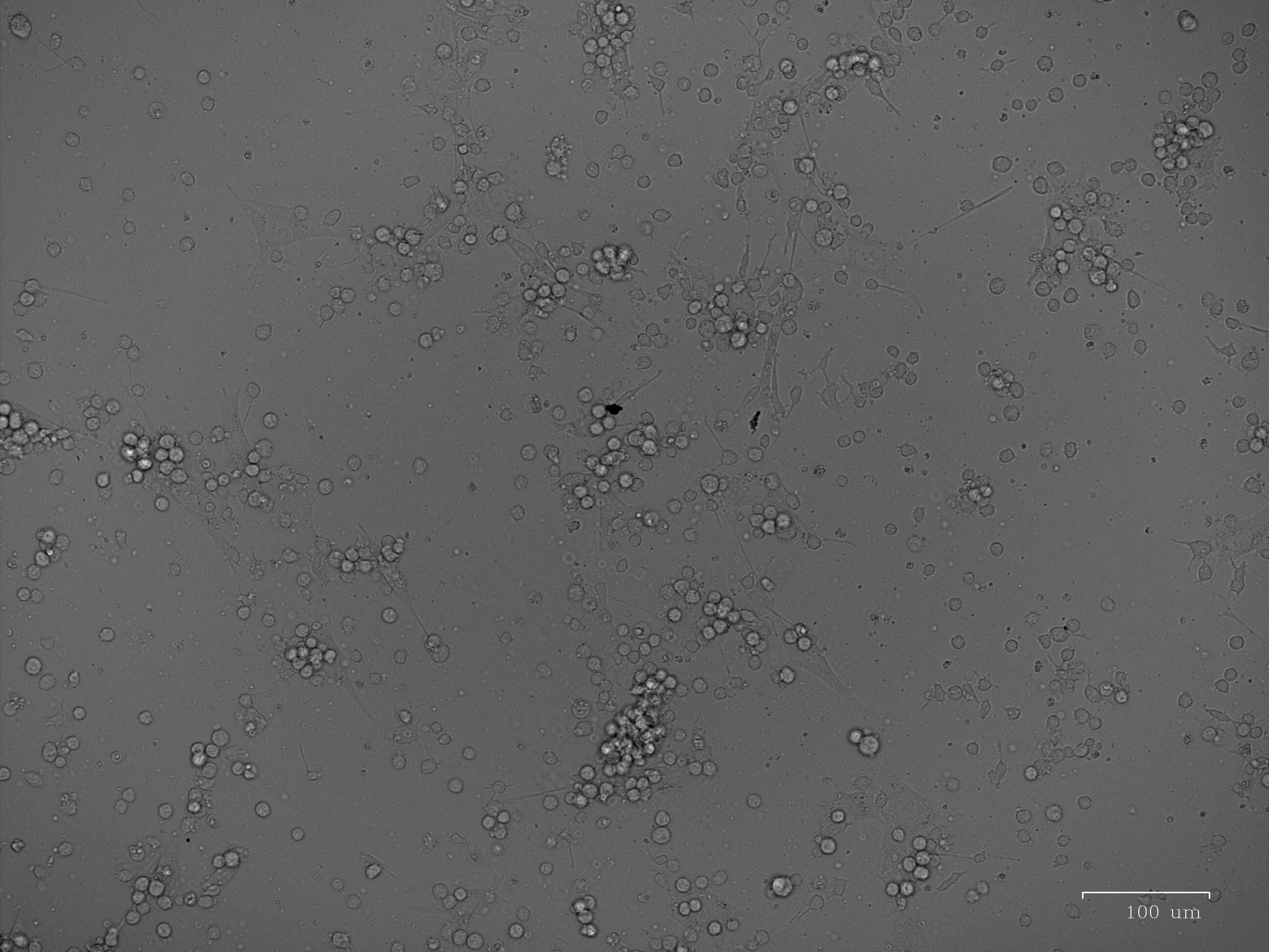 HA Tag Antibody MAB060