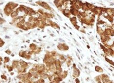 Human PTGER1 Antibody MAB100081