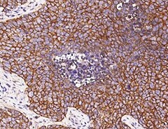 Human PTGER1 Antibody MAB10008