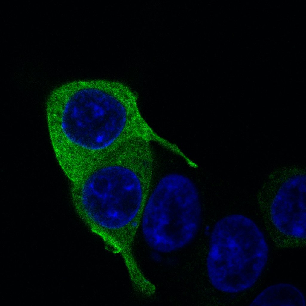 NanoLuc® (Nluc) Luciferase Antibody MAB10026