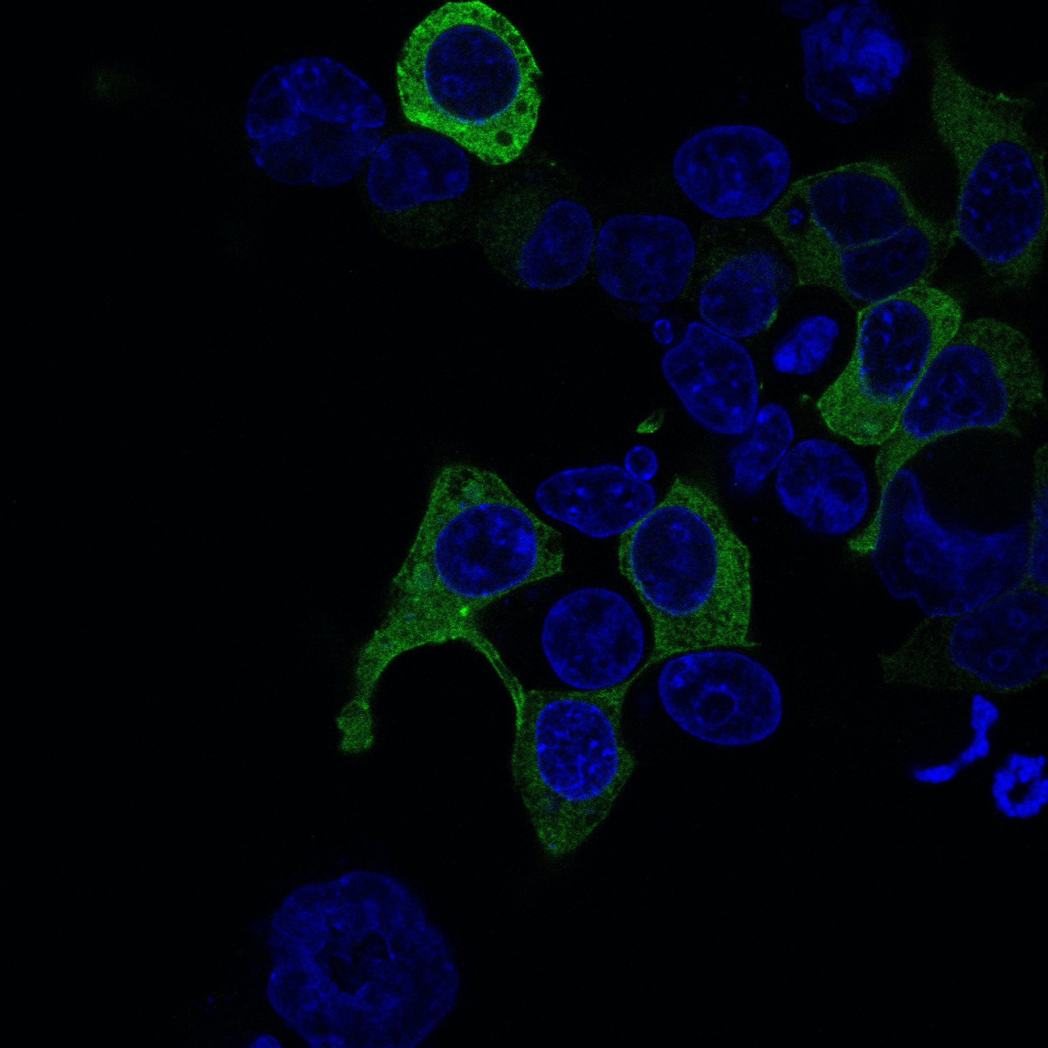 NanoLuc® (Nluc) Luciferase Antibody MAB10026