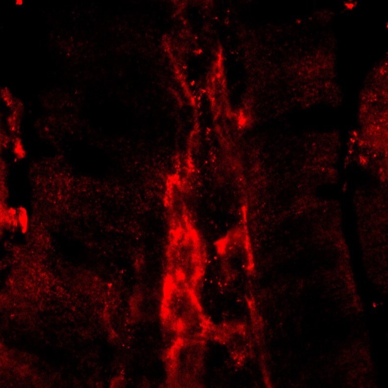 Mouse VE‑Cadherin Antibody MAB1002