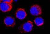 Human CRLR Antibody MAB10044