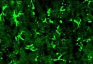 Human/Mouse PBR Antibody MAB10045