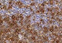 Human LRTM1 Antibody MAB10046