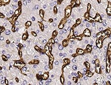 Human IDO2 Antibody MAB10098