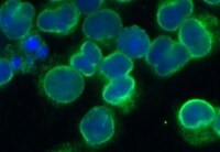 Human CD3 Antibody MAB100R