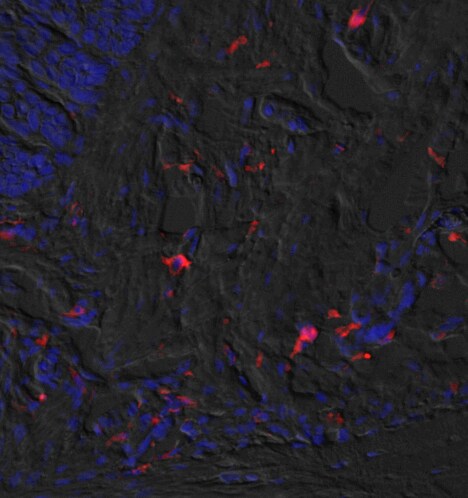Mouse CD68/SR‑D1 Antibody MAB101141