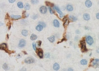 Mouse CD68/SR‑D1 Antibody MAB101141