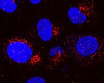 Human Cathepsin D Antibody MAB10141