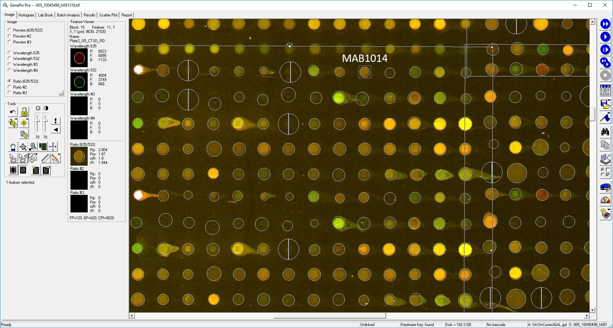 Human Cathepsin D Antibody MAB1014