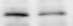 Mouse PD-L1/B7-H1 Antibody MAB1019