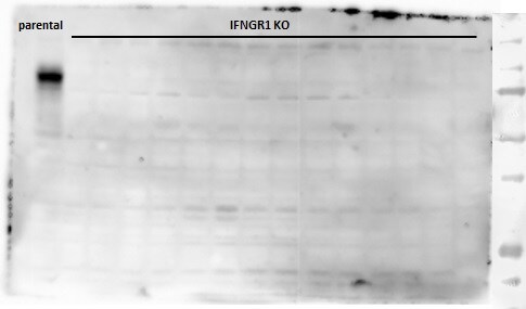 Mouse IFN‑ gamma  R1/CD119 Antibody MAB10261