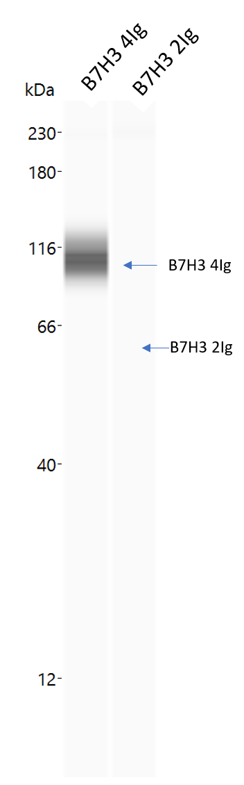 Human B7-H3 MAb (Clone 185504) MAB1027