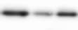Human B7-H3 MAb (Clone 185504) MAB1027