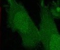 Human LPAR5/LPA5/GPR92 Antibody MAB10297