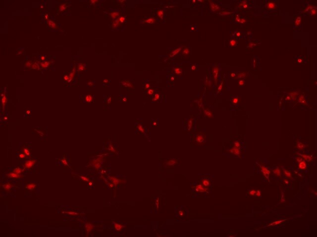 Human TMEM119 Antibody MAB103131