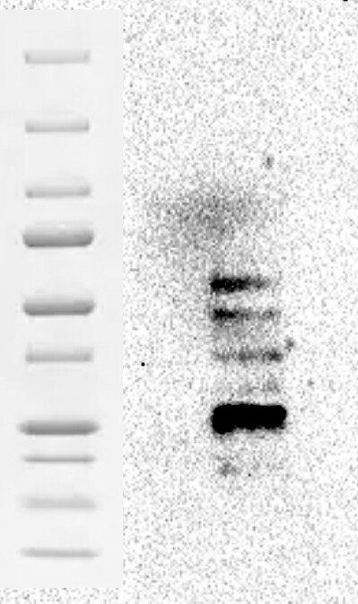 Human TMEM119 Antibody MAB10313