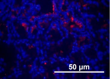 Mouse Ly-6G/Ly-6C (Gr-1) Antibody MAB1037