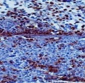 Mouse Ly-6G/Ly-6C (Gr-1) Antibody MAB1037