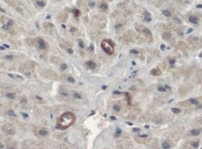 Digoxigenin Antibody MAB10386